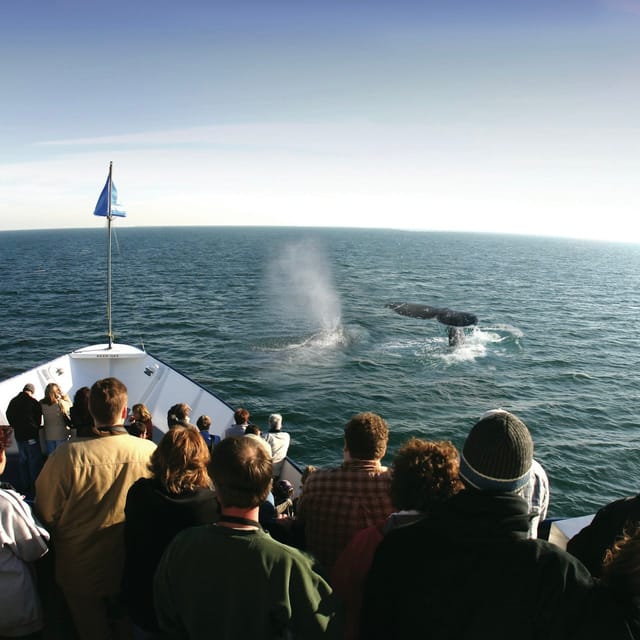 san-diego-whale-dolphin-watching-adventure_1